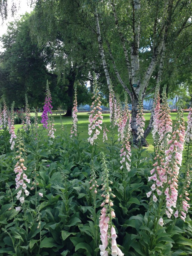 Foxgloves and silver birch at Ballarat Botanic Gardens. Janna Schreier