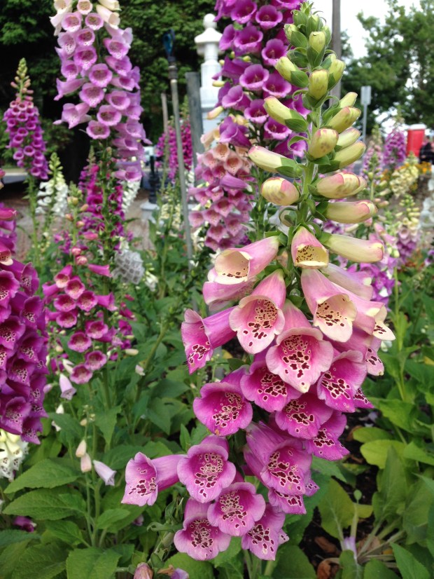 Foxgloves (Digitalis) at Ballarat Botanic Gardens. Janna Schreier