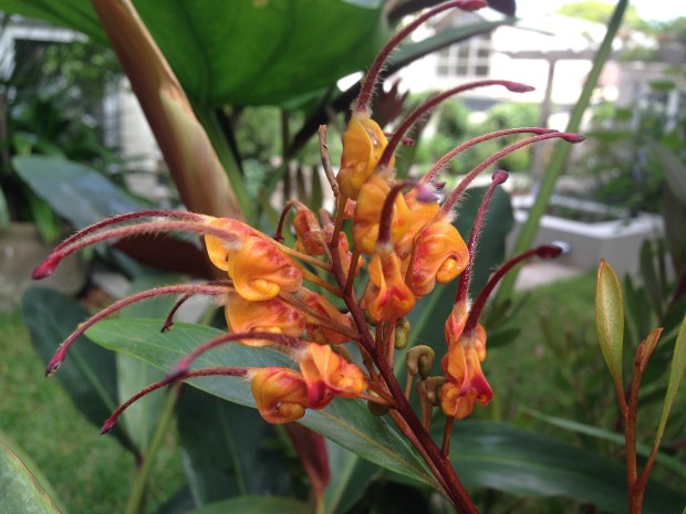 Grevillea 'Marmalade'