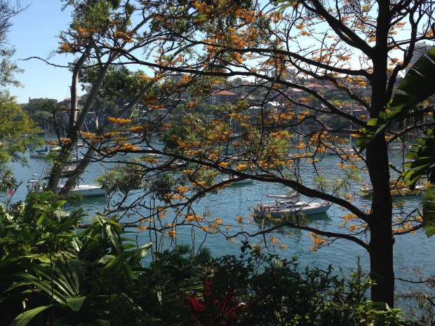 Grevillea robusts at Cremorne Point Janna Schreier