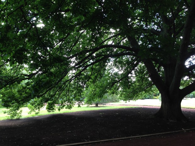 Huge oak at Ballarat Botanic Gardens. Janna Schreier