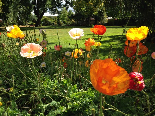 Iceland poppies (Papaver nudicaule) at Ballarat Botanic Gardens. Janna Schreier