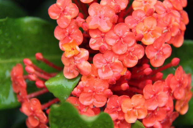 Ixora petals full of water
