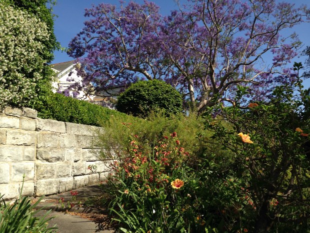 Jacaranda, Hibsicus, Justicia, Star jasmine at Cremorne Point. Janna Schreier
