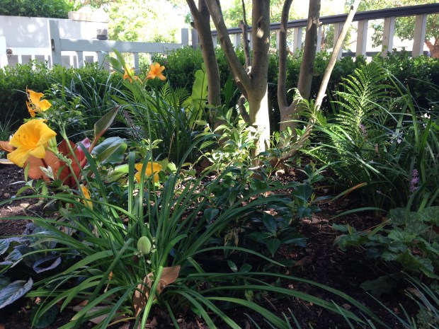 Janna Schreier Front Garden-2