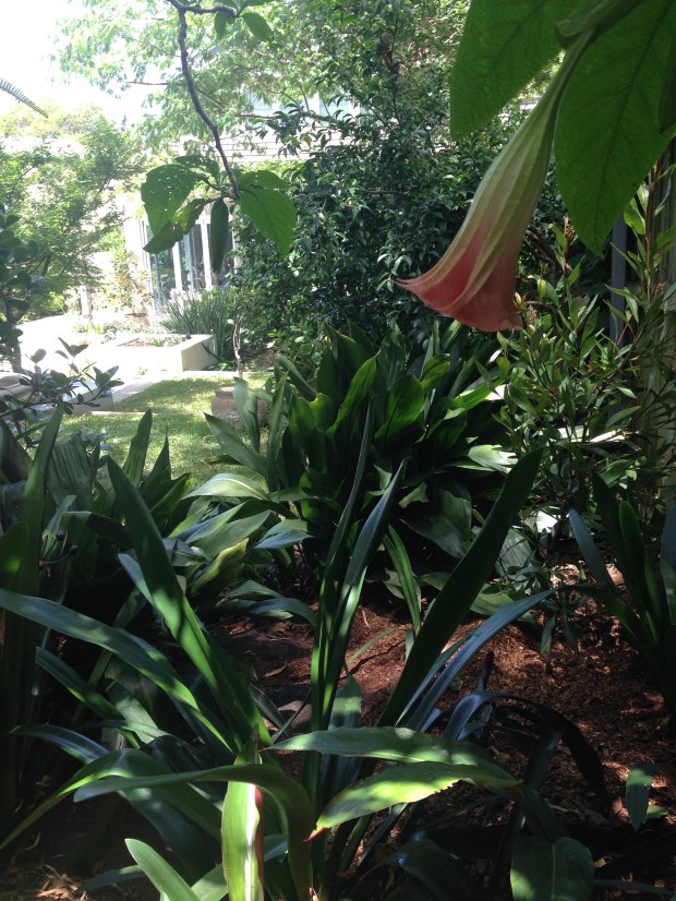 Janna Schreier's home garden - from under the Brugmansia tree