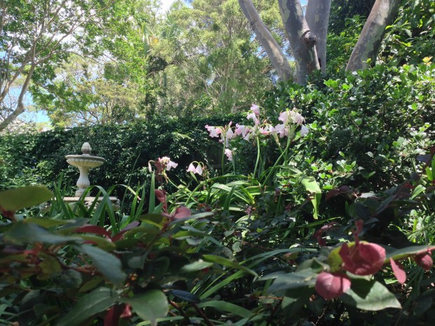 Janna Schreier's home garden