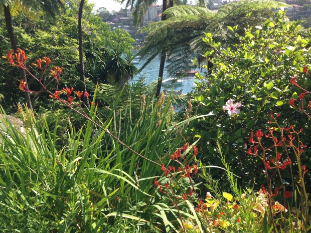 Kangaroo Paws and Hibiscus at Cremorne Point Janna Schreier