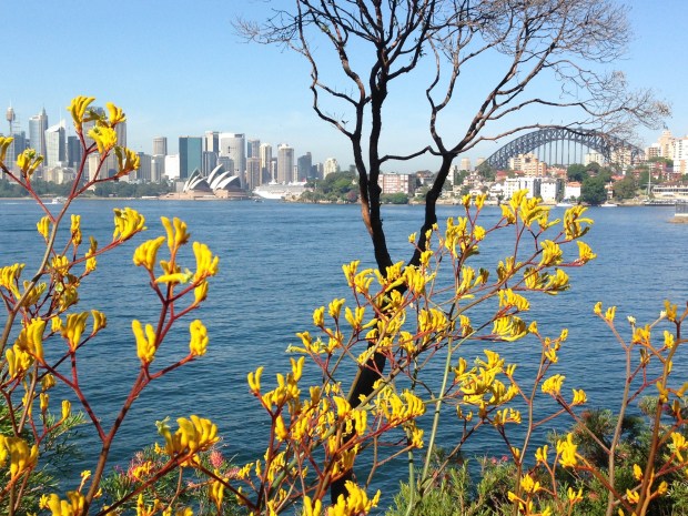Kangaroo paws - even more stunning than the Sydney Opera House! Janna Schreier