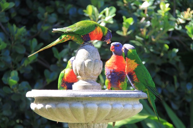 Lorikeets in Janna Schreier's garden