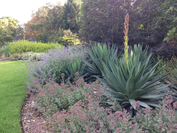 Mauve and pink flowers in the newly planted bed at Melbourne Botanic Garden. Janna Schreier