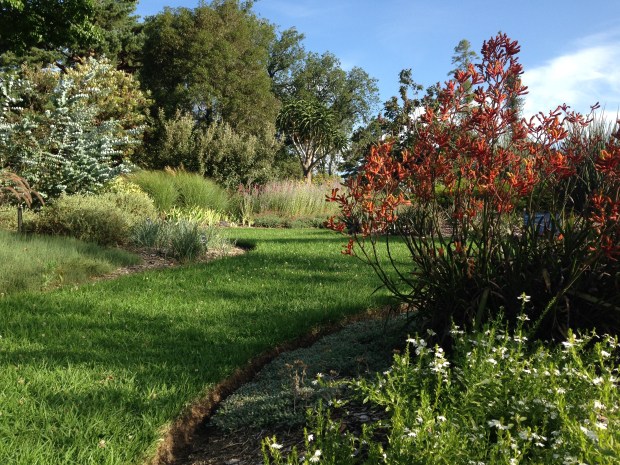 Native Kangaroo Paws (Anigozanthos) at the Melbourne Botanic Garden. Janna Schreier