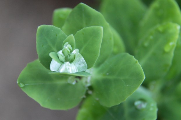 Package of water in Sedum - strong surface tension