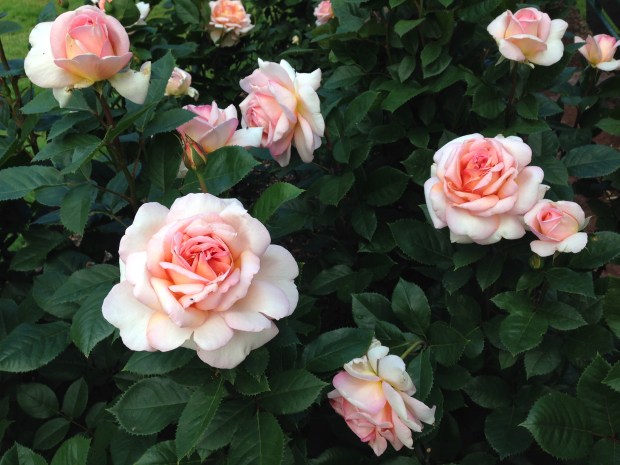 Perfect roses at Ballarat Botanic Gardens. Janna Schreier