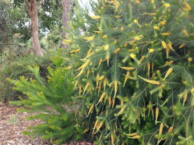 Persoonia pinifolia (Pine-leaved geebung) is stunning in flower. Janna Schreier
