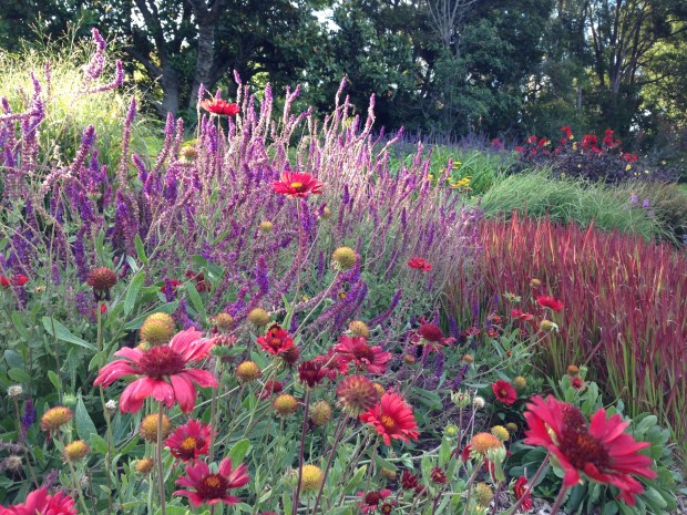 Pink perennials at Melbourne Botanic Garden. Janna Schreier