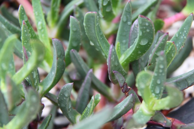 Raindrops on Pigface