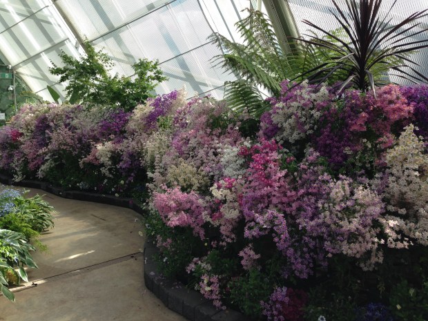 Schizanthus (poor man's orchid) display at Ballarat Botanic Gardens. Janna Schreier