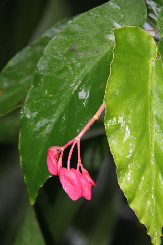 Shiny, wet, cane Begonia