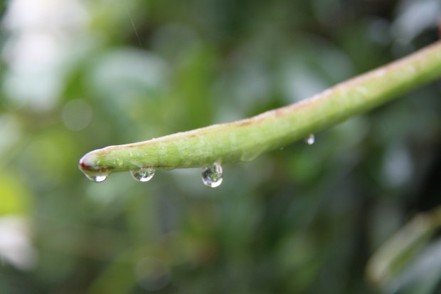 Star jasmine pod water droplets