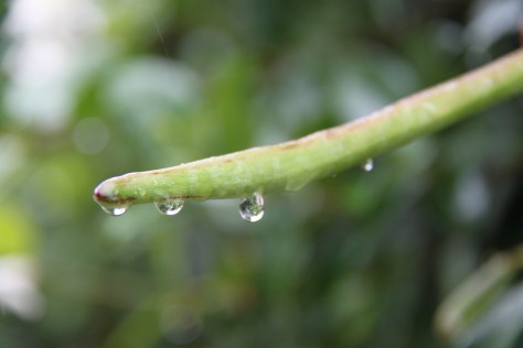 Star jasmine pod water droplets
