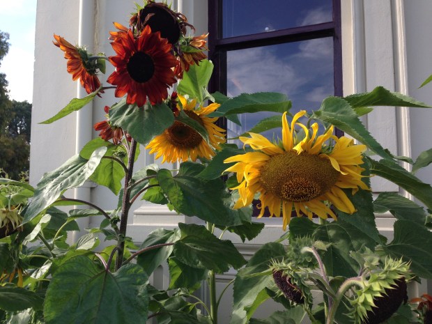 Sunflowers at the entrance to the Melbourne Botanic Garden. Janna Schreier