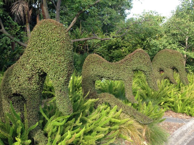 Topiary at the Melbourne Botanic Gardens. Janna Schreier