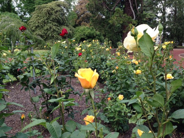 Warm roses at Ballarat Botanic Gardens. Janna Schreier