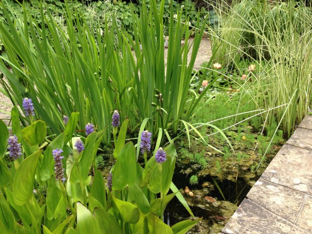 Water plants at Cloudehill. Janna Schreier