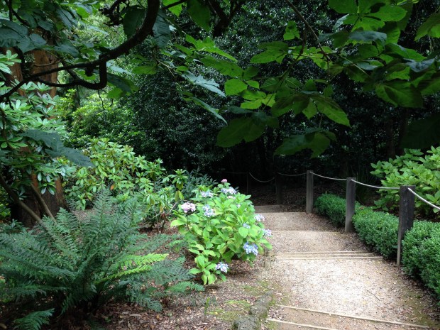 Woodland area at Cloudehill. Janna Schreier