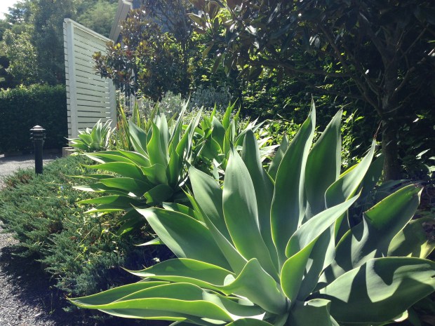 Agave at Bells. Janna Schreier
