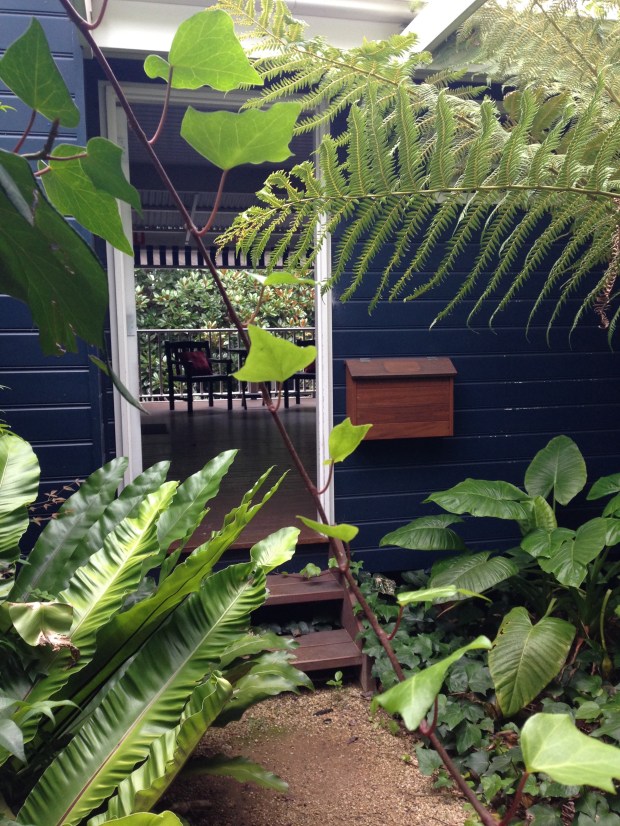 Asplenium, Alocasia, Dicksonia Shady Natives at Bells. Janna Schreier