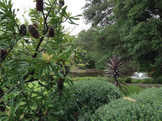 Banksia and Westringia in front of the lake at Bells. Janna Schreier