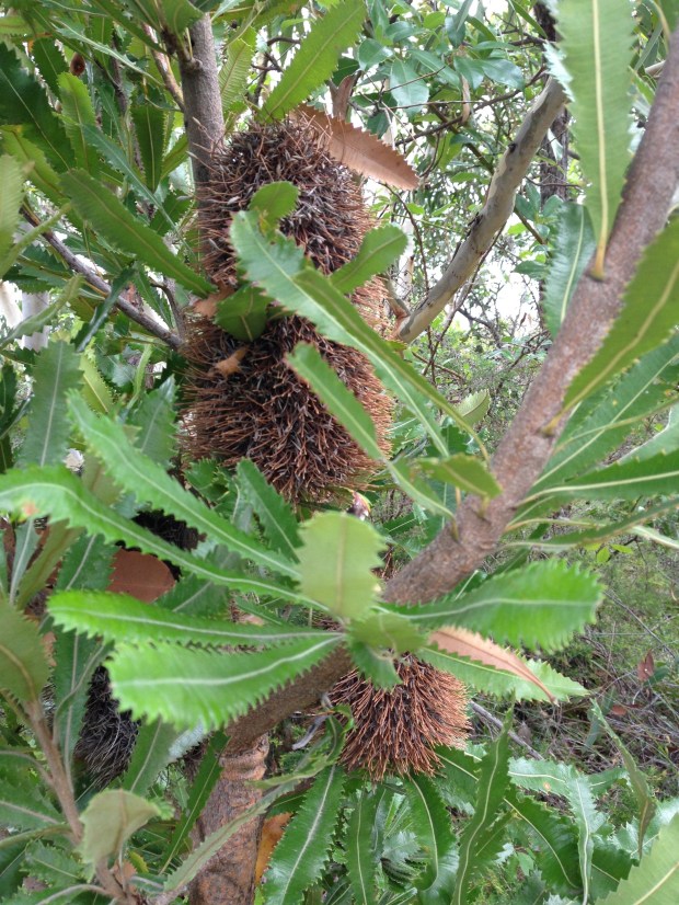 Beautiful Bankia serrata. Janna Schreier