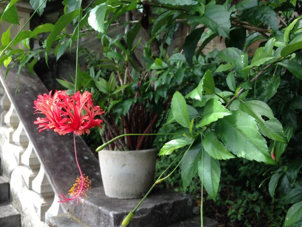 Beautiful Hibiscus schizopetalus at Wyoming. Janna Schreier