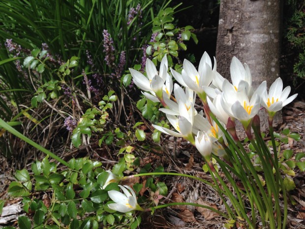 Bulbs pushing up through the leaf litter. Janna Schreier