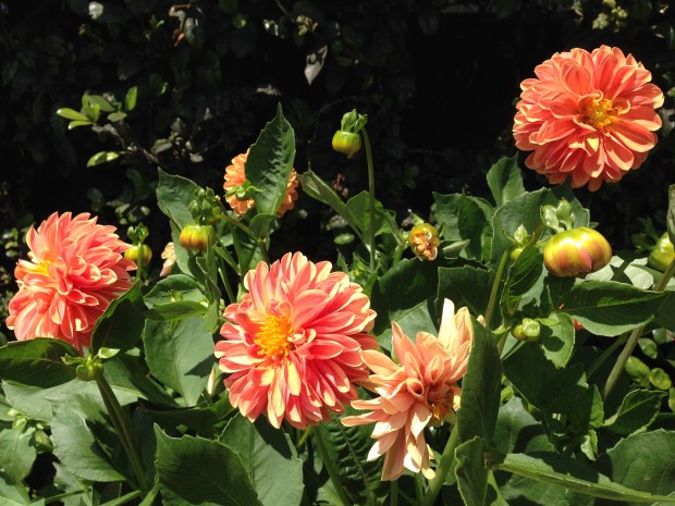 Cheery Dahlia at Bells. Janna Schreier