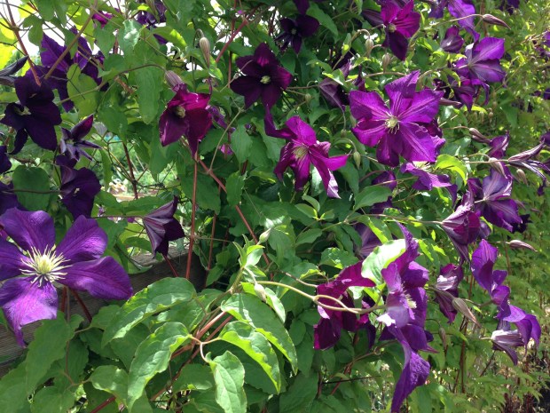 Clematis at Lambley Nursery. Janna Schreier