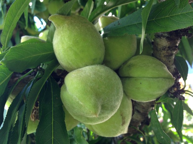 Delectable, furry peaches. Janna Schreier