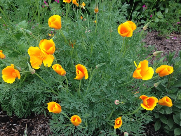 Eschscholzia californica at Lambley Nursery. Janna Schreier