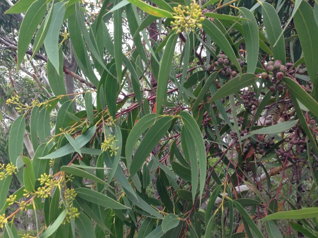 Eucalytus gum nuts and buds. Janna Schreier
