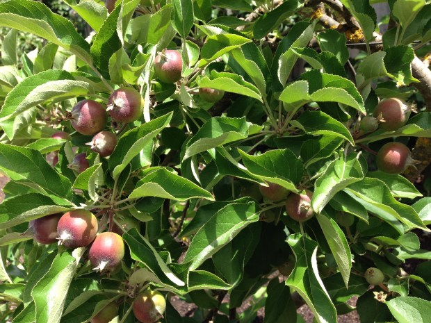 Fresh apple growth developing. Janna Schreier