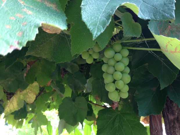 Grapes at Wyoming. Janna Schreier