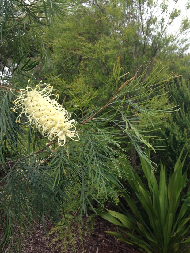 Grevillea, Doryanthes and Leptospermum natives at Bells. Janna Schreier