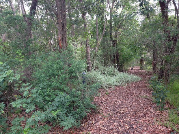 Ground covers help the transition from garden to bush at Bells of Killcare. Janna Schreier