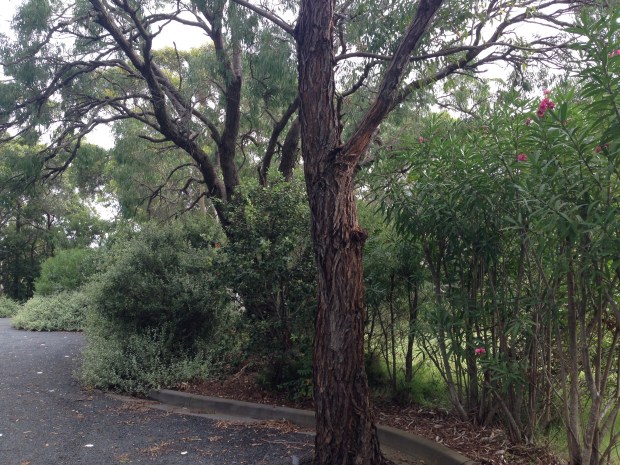 Gums, Helichrysum and Oleander. Janna Schreier