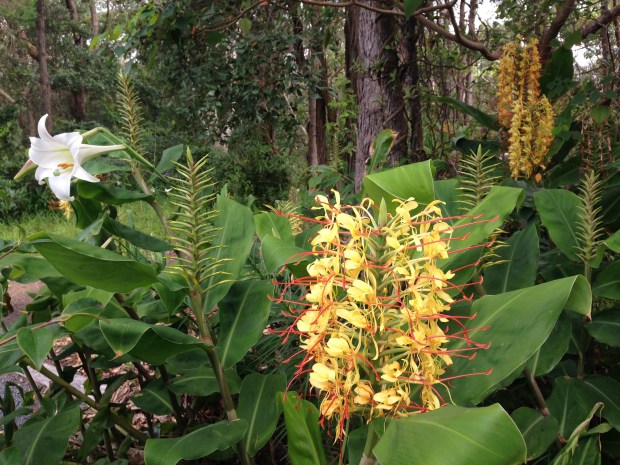 Hedychium gardnerianum and Lilium at Bells. Janna Schreier