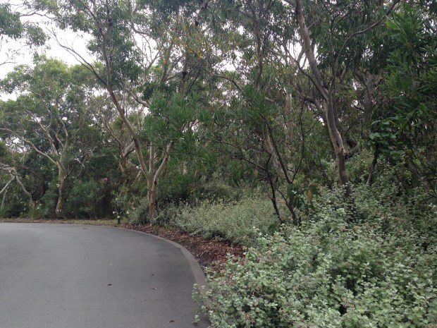Helichrysum ground cover in native setting at Bells. Janna Schreier
