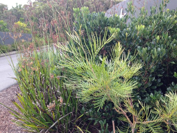Lime coloured Grevillia, Red Anigozanthos and Rhapiolepsis colour and texture contrasts. Janna Schreier