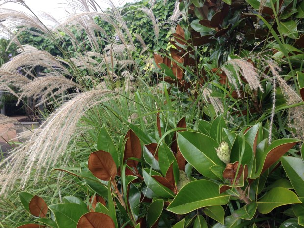 Magnolia and Miscanthus at Bells. Janna Schreier